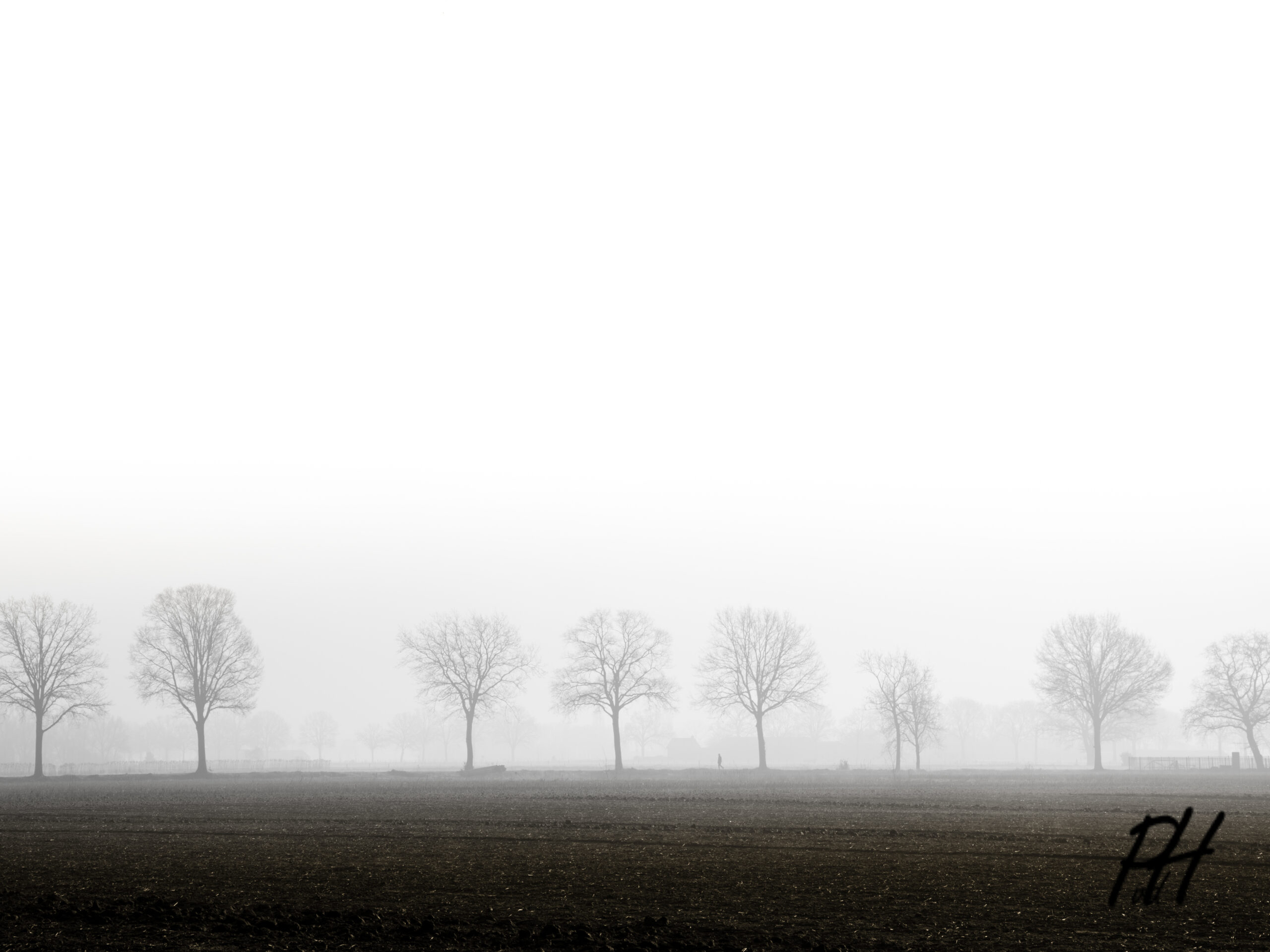 Rijtje bomen in de mist